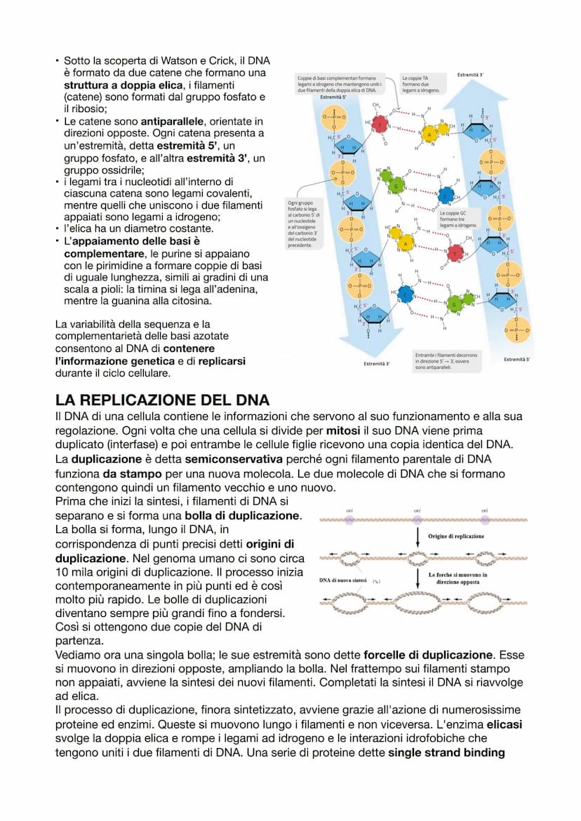 I GENI SONO FATTI DI DNA
Fino a Mendel, non si sapeva che i geni erano fatti di DNA. La sua scoperta iniziò con
l'identificazione della nucl