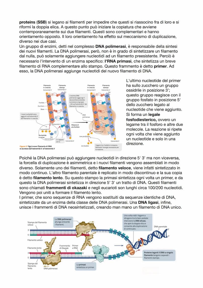 I GENI SONO FATTI DI DNA
Fino a Mendel, non si sapeva che i geni erano fatti di DNA. La sua scoperta iniziò con
l'identificazione della nucl