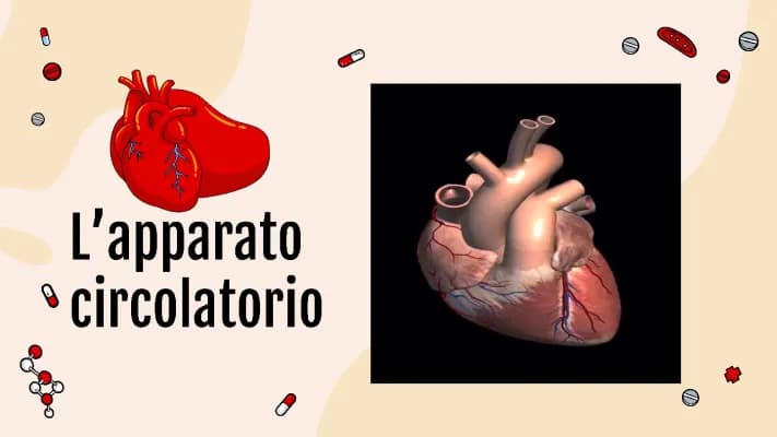 Know Apparato Circolatorio  thumbnail