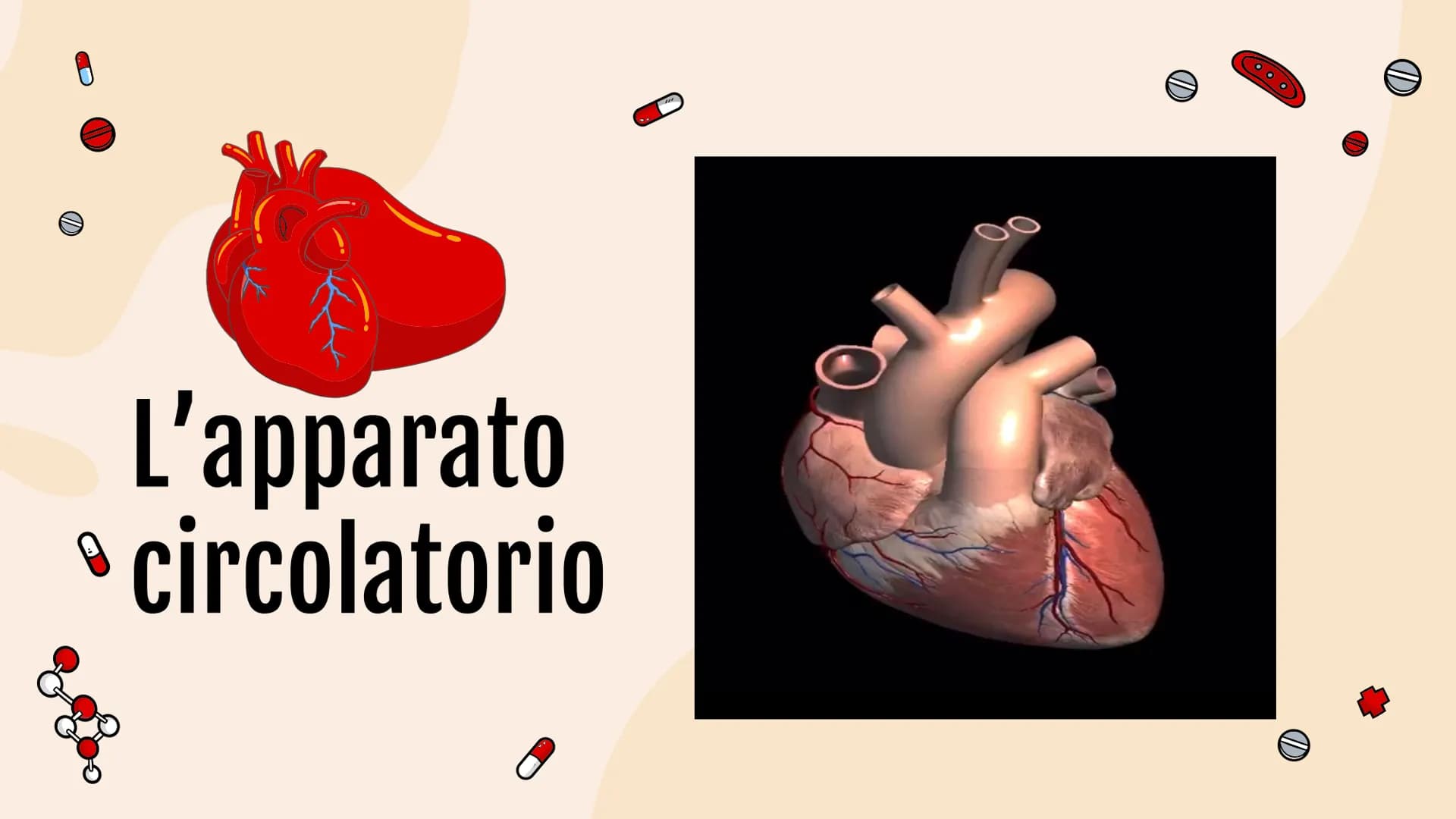 L'apparato
• circolatorio Indice.
01
Apparato
cardiovascolare
04
Scambi e
regolazione
flusso sanguigno
02
Il cuore in
tutti i suoi
component