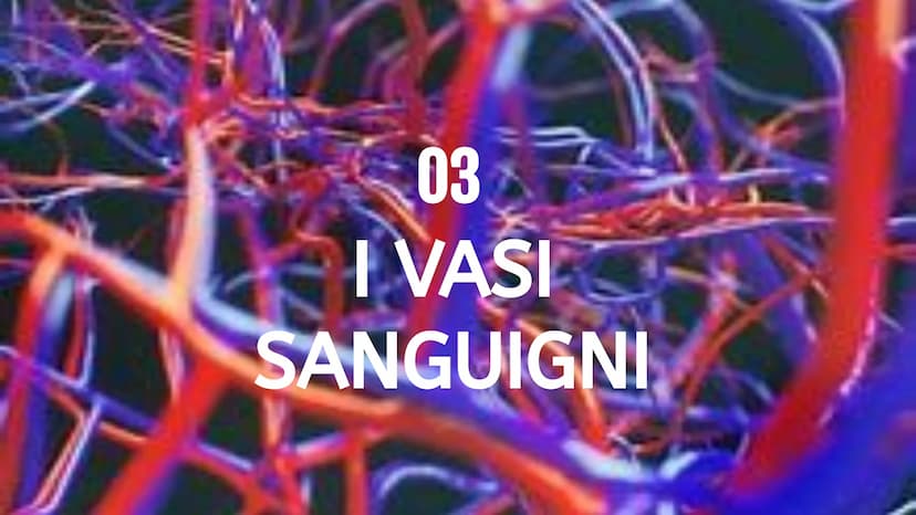 L'apparato
• circolatorio Indice.
01
Apparato
cardiovascolare
04
Scambi e
regolazione
flusso sanguigno
02
Il cuore in
tutti i suoi
component