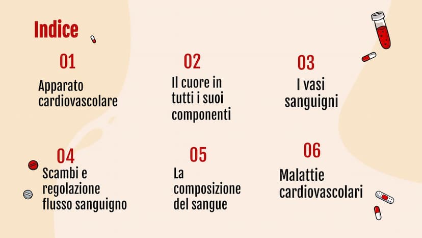L'apparato
• circolatorio Indice.
01
Apparato
cardiovascolare
04
Scambi e
regolazione
flusso sanguigno
02
Il cuore in
tutti i suoi
component