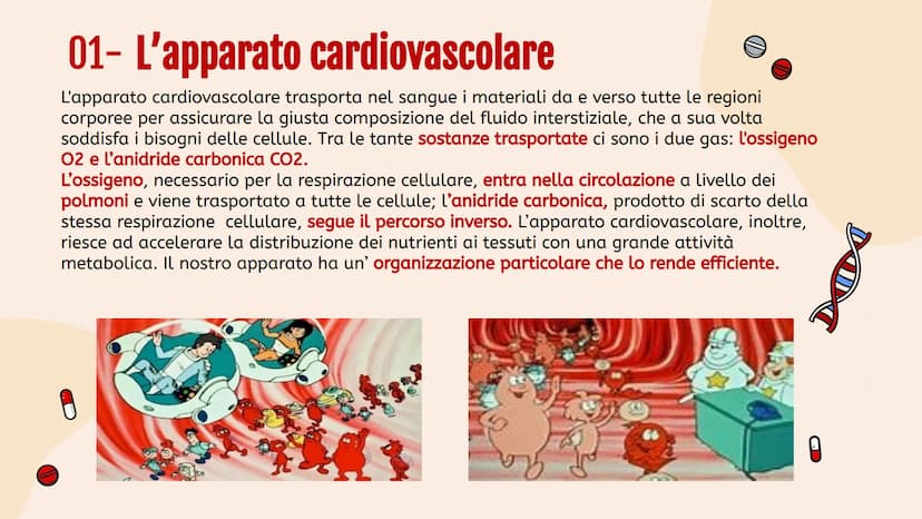 L'apparato
• circolatorio Indice.
01
Apparato
cardiovascolare
04
Scambi e
regolazione
flusso sanguigno
02
Il cuore in
tutti i suoi
component