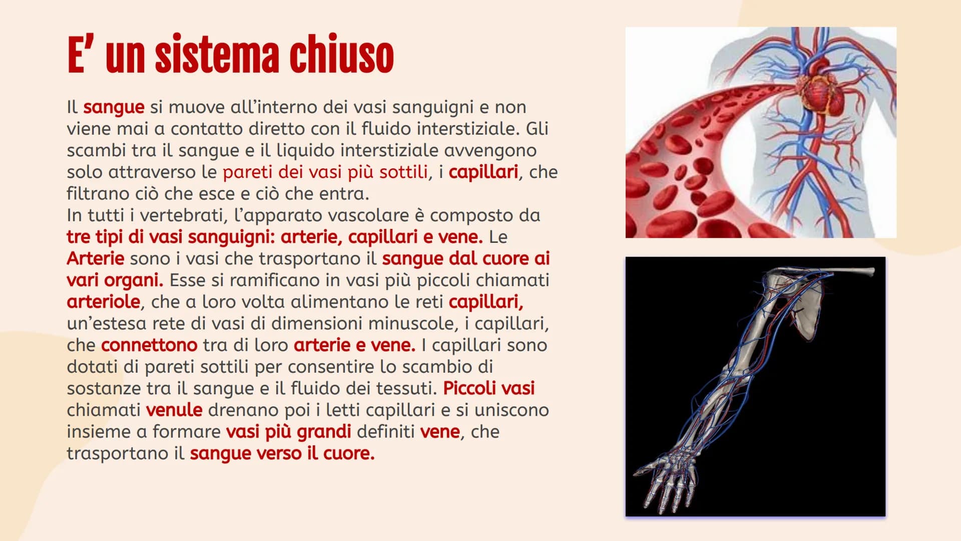 L'apparato
• circolatorio Indice.
01
Apparato
cardiovascolare
04
Scambi e
regolazione
flusso sanguigno
02
Il cuore in
tutti i suoi
component
