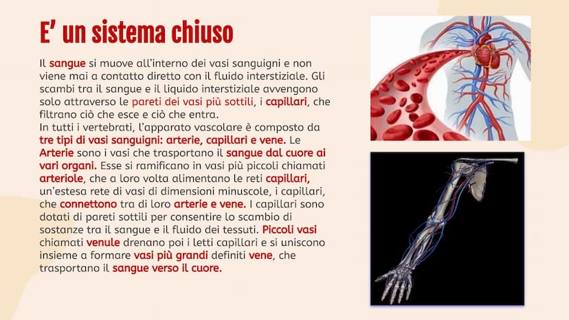L'apparato
• circolatorio Indice.
01
Apparato
cardiovascolare
04
Scambi e
regolazione
flusso sanguigno
02
Il cuore in
tutti i suoi
component