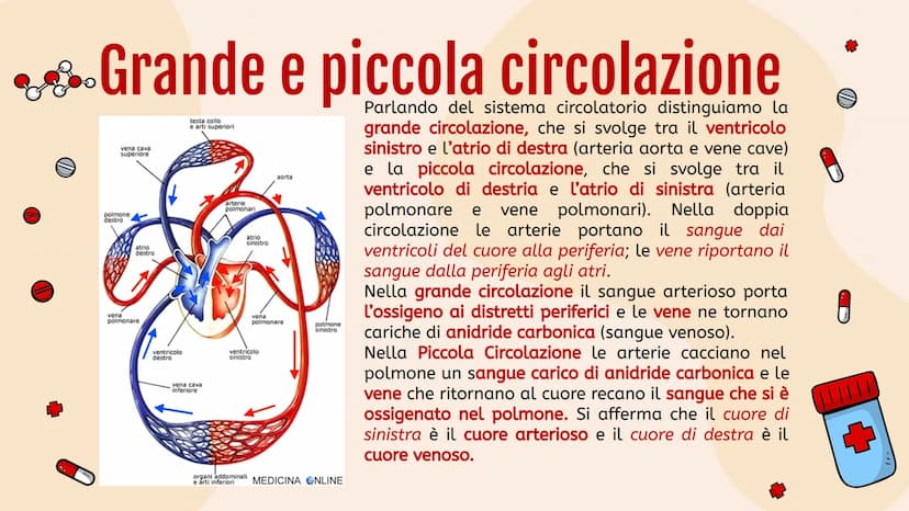 L'apparato
• circolatorio Indice.
01
Apparato
cardiovascolare
04
Scambi e
regolazione
flusso sanguigno
02
Il cuore in
tutti i suoi
component