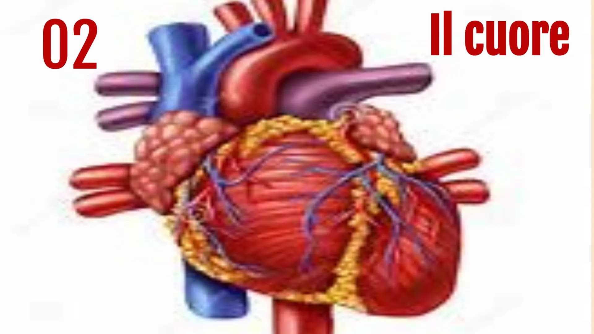L'apparato
• circolatorio Indice.
01
Apparato
cardiovascolare
04
Scambi e
regolazione
flusso sanguigno
02
Il cuore in
tutti i suoi
component