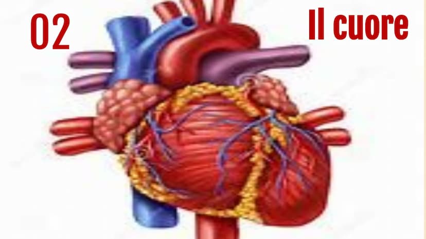 L'apparato
• circolatorio Indice.
01
Apparato
cardiovascolare
04
Scambi e
regolazione
flusso sanguigno
02
Il cuore in
tutti i suoi
component