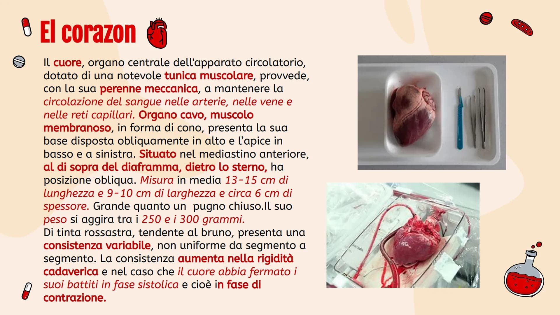 L'apparato
• circolatorio Indice.
01
Apparato
cardiovascolare
04
Scambi e
regolazione
flusso sanguigno
02
Il cuore in
tutti i suoi
component