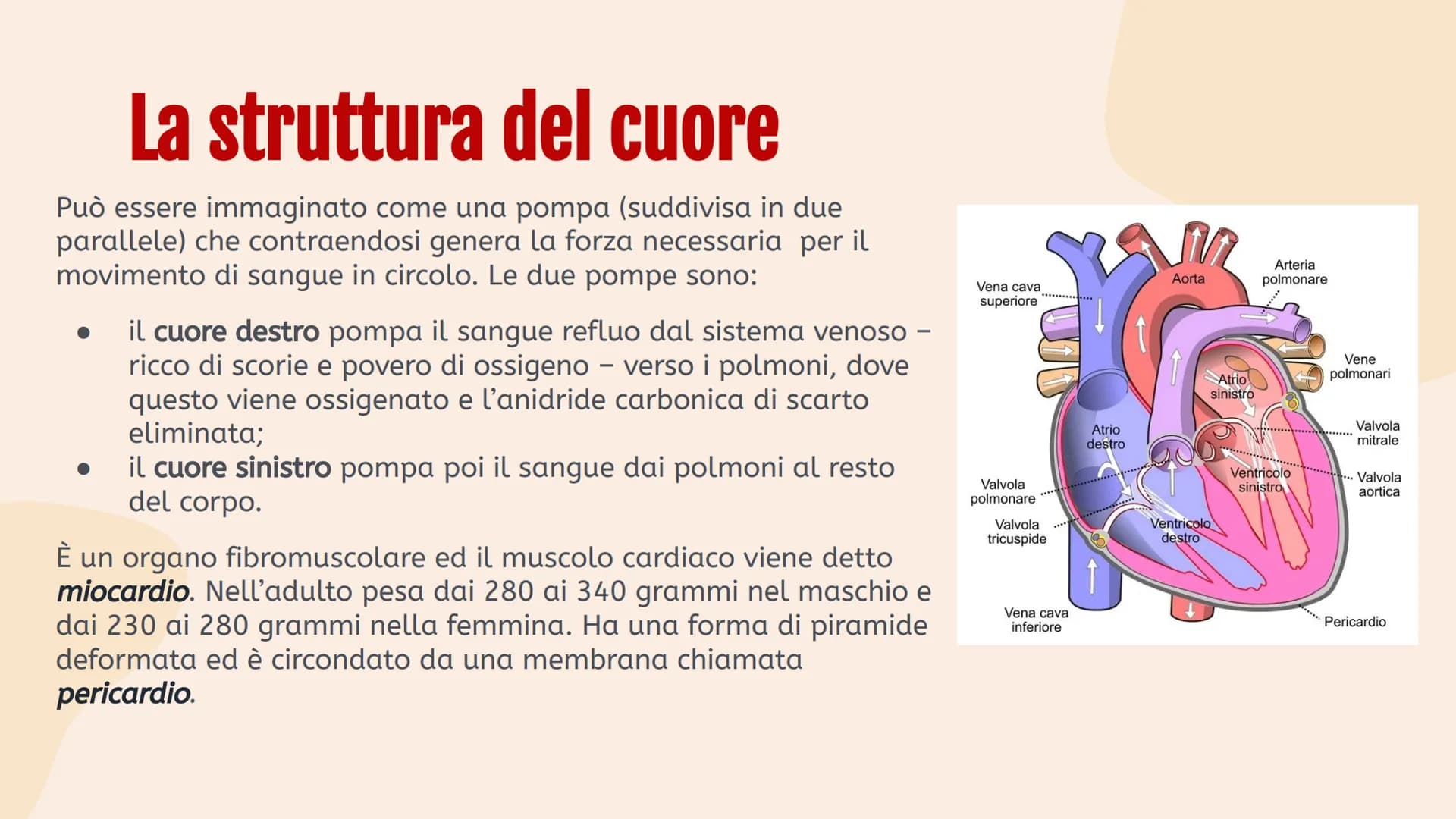 L'apparato
• circolatorio Indice.
01
Apparato
cardiovascolare
04
Scambi e
regolazione
flusso sanguigno
02
Il cuore in
tutti i suoi
component