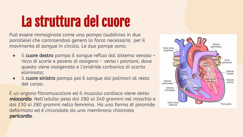 L'apparato
• circolatorio Indice.
01
Apparato
cardiovascolare
04
Scambi e
regolazione
flusso sanguigno
02
Il cuore in
tutti i suoi
component