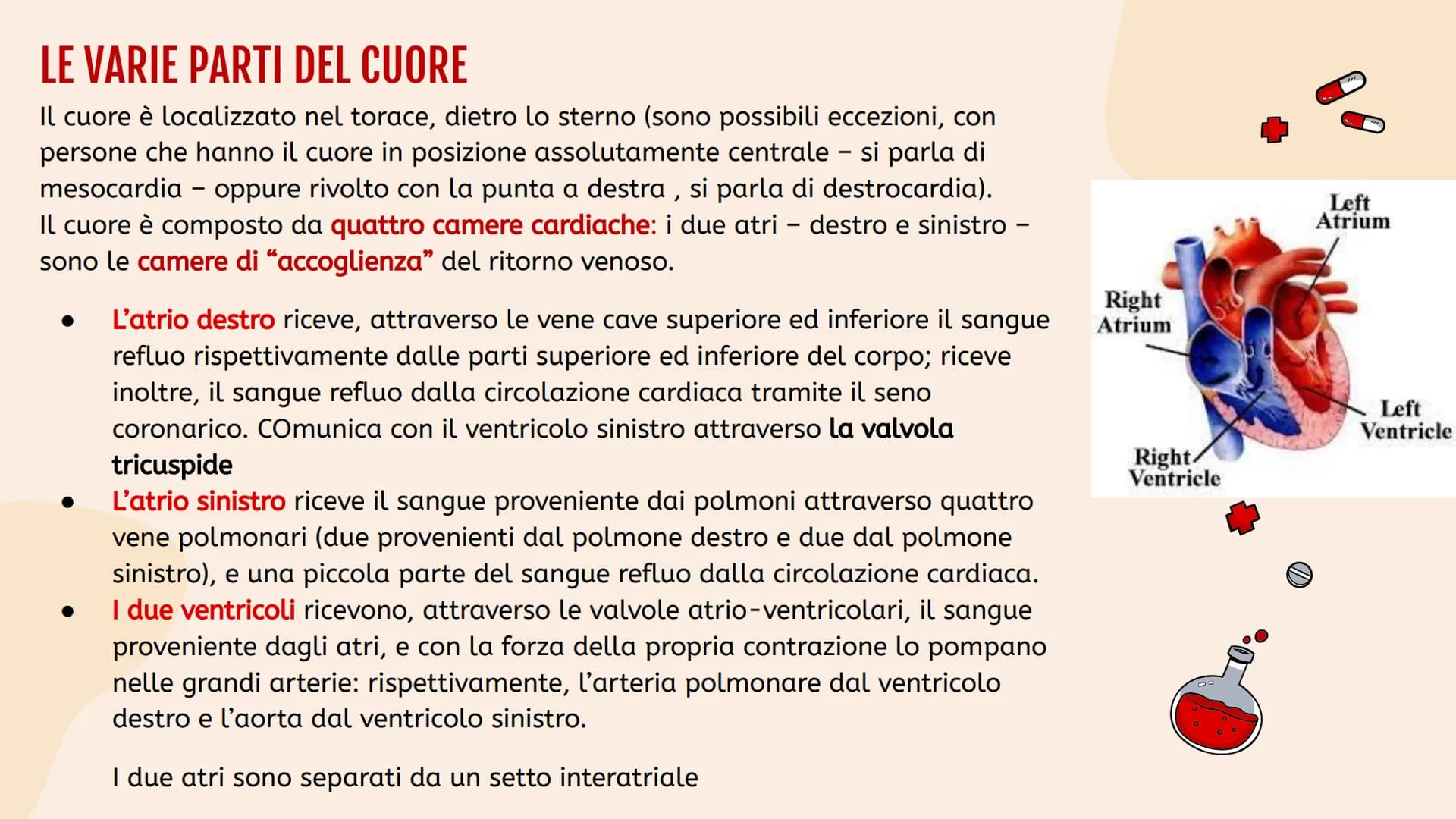 L'apparato
• circolatorio Indice.
01
Apparato
cardiovascolare
04
Scambi e
regolazione
flusso sanguigno
02
Il cuore in
tutti i suoi
component