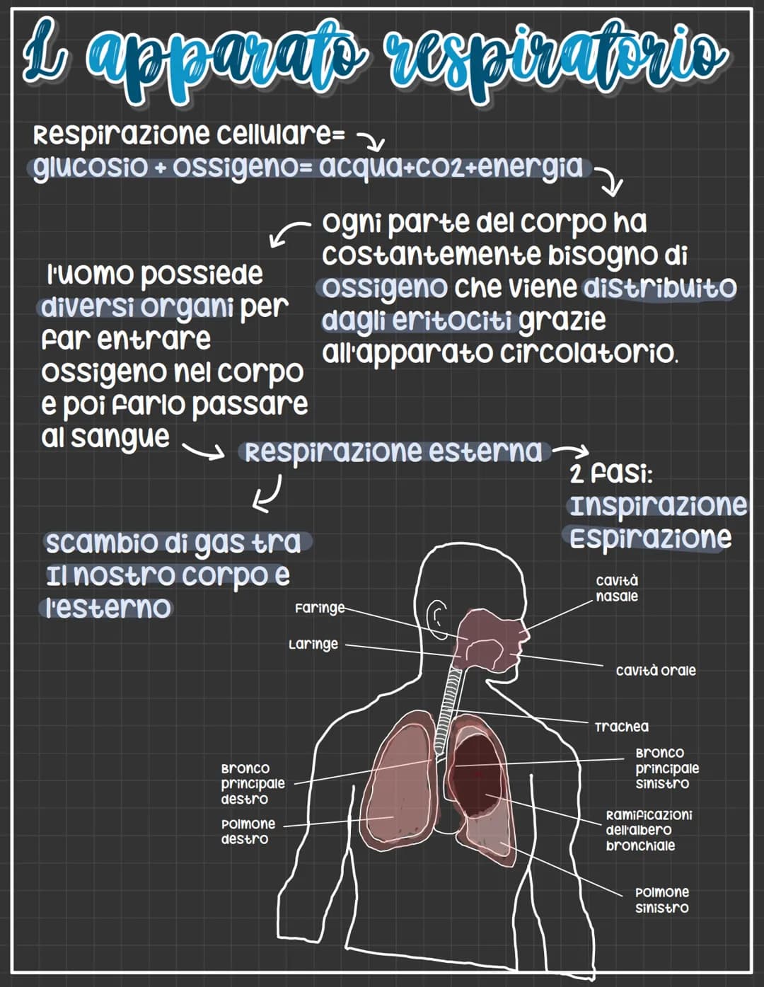 1 apparats respirapric
Respirazione cellulare=
glucosio + ossigeno= acqua+co2+energia
l'uomo possiede
diversi organi per
Far entrare
ossigen