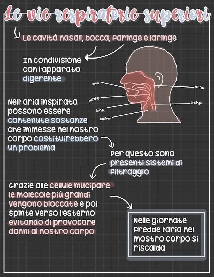 1 apparats respirapric
Respirazione cellulare=
glucosio + ossigeno= acqua+co2+energia
l'uomo possiede
diversi organi per
Far entrare
ossigen