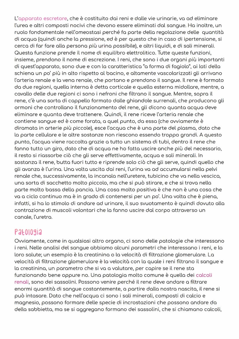 L'APPARATO excretore
Per mantenere l'omeostasi, gli esseri umani, devono evitare che nel loro corpo si
accumulino sostanze di rifiuto, prodo