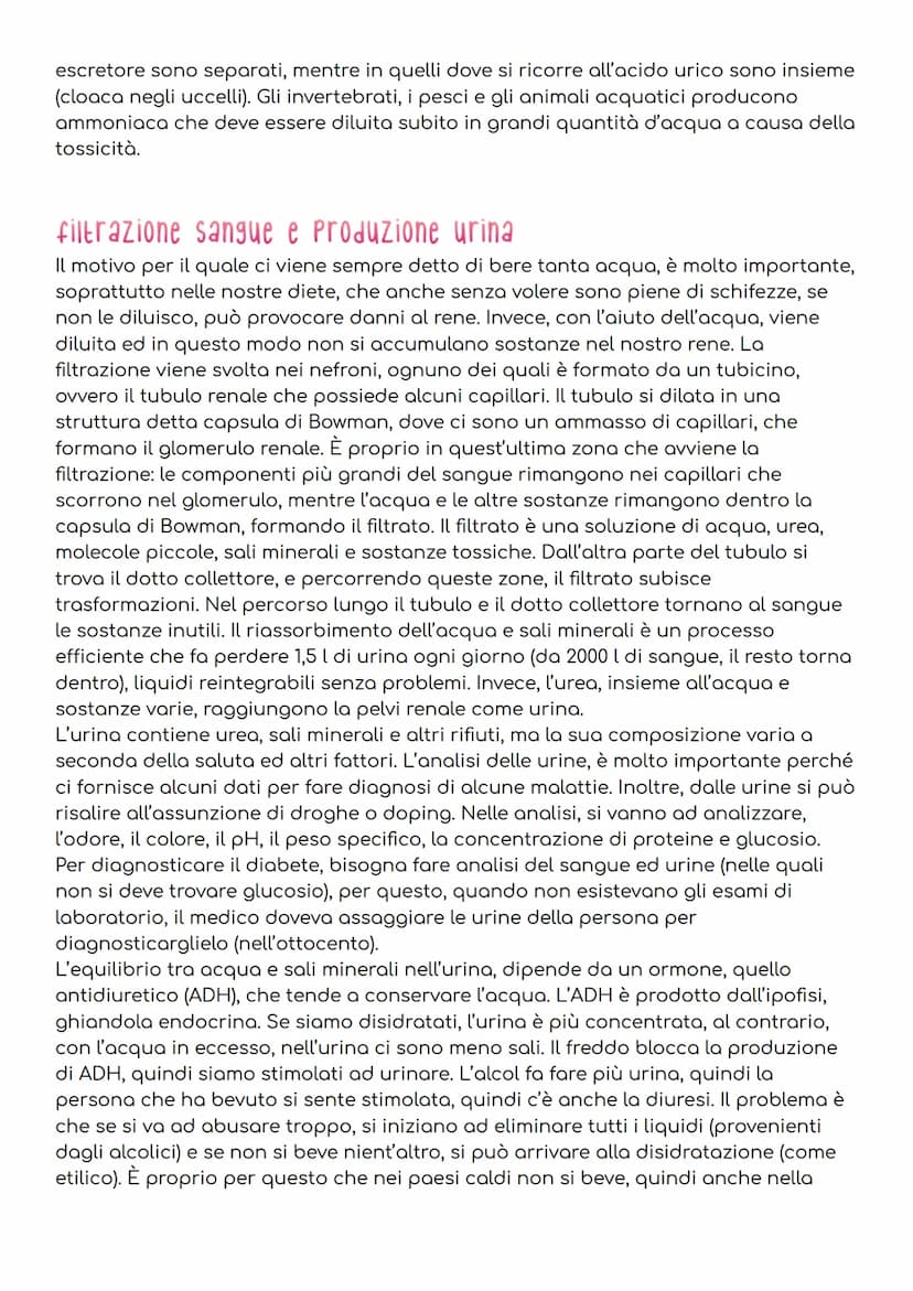 L'APPARATO excretore
Per mantenere l'omeostasi, gli esseri umani, devono evitare che nel loro corpo si
accumulino sostanze di rifiuto, prodo
