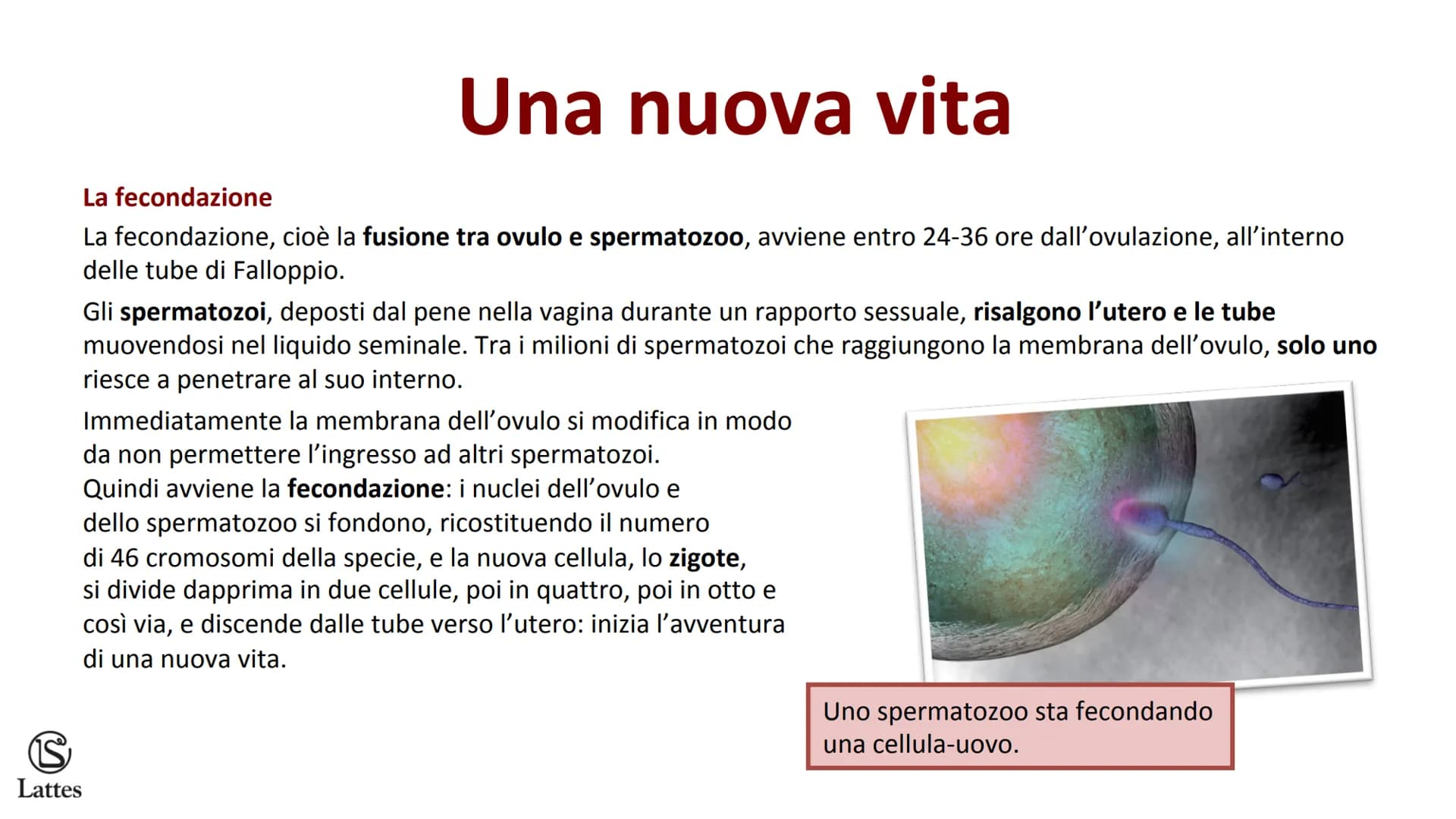 ********
S
Lattes La riproduzione S
Lattes
Che cos'è la riproduzione
La riproduzione è il processo attraverso il quale un organismo vivente 