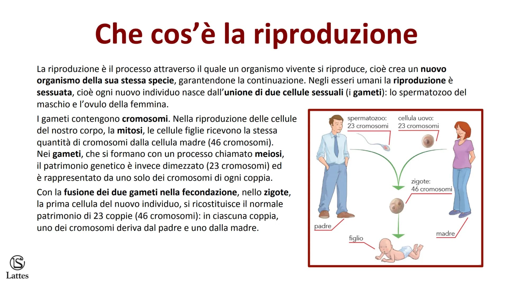 ********
S
Lattes La riproduzione S
Lattes
Che cos'è la riproduzione
La riproduzione è il processo attraverso il quale un organismo vivente 