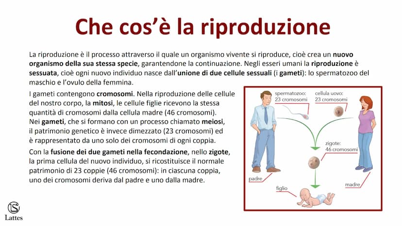 ********
S
Lattes La riproduzione S
Lattes
Che cos'è la riproduzione
La riproduzione è il processo attraverso il quale un organismo vivente 