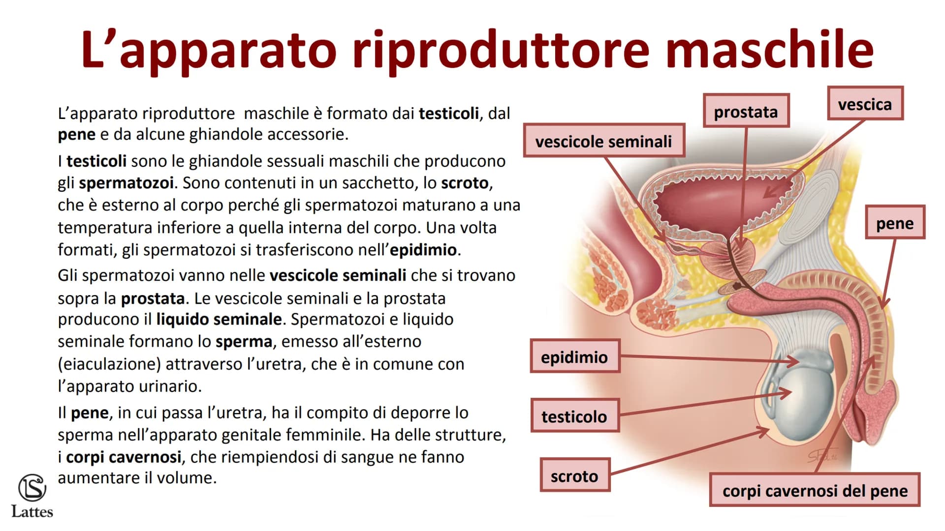 ********
S
Lattes La riproduzione S
Lattes
Che cos'è la riproduzione
La riproduzione è il processo attraverso il quale un organismo vivente 