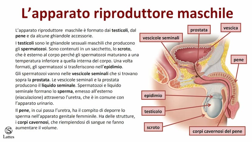 ********
S
Lattes La riproduzione S
Lattes
Che cos'è la riproduzione
La riproduzione è il processo attraverso il quale un organismo vivente 