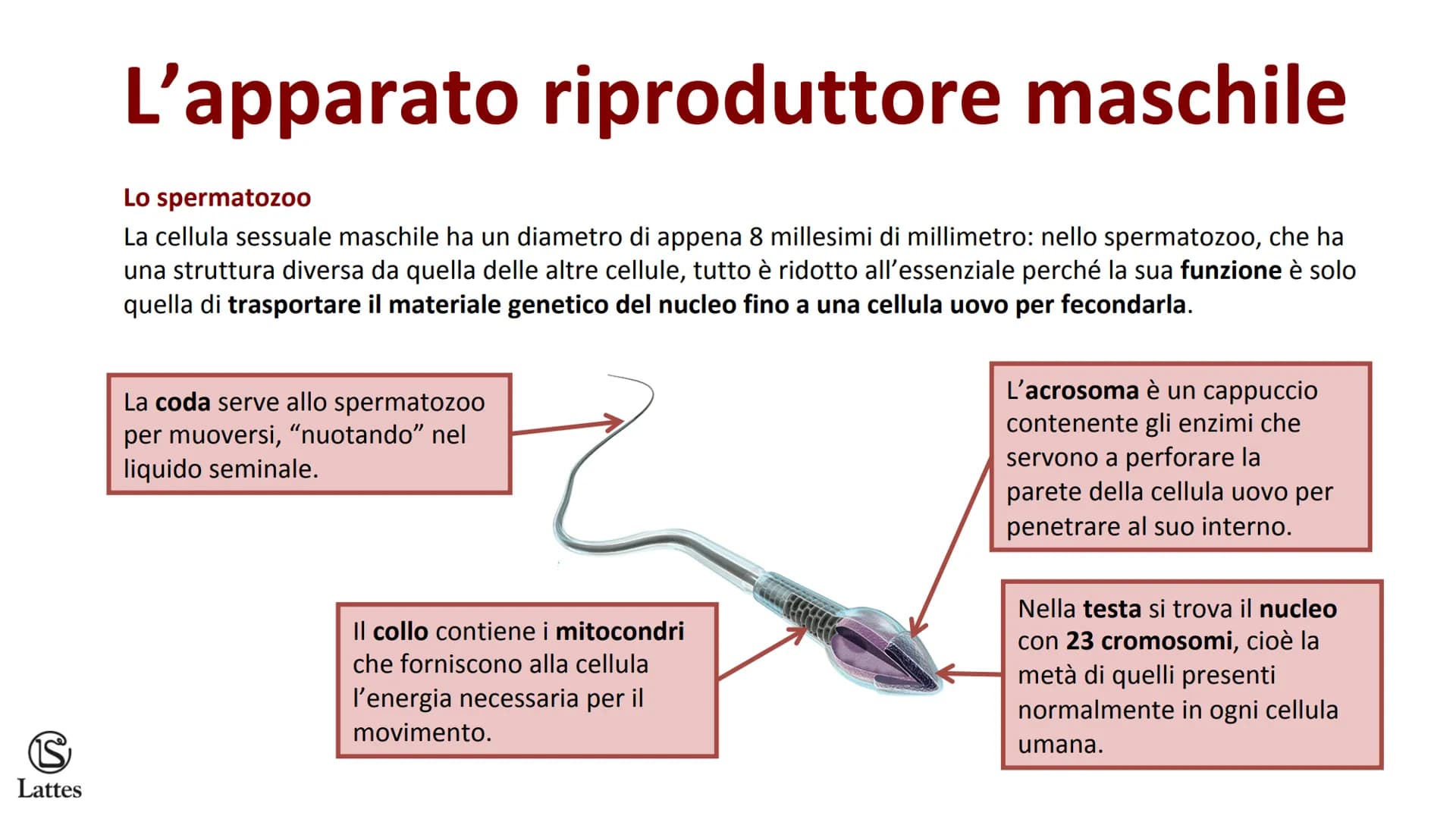 ********
S
Lattes La riproduzione S
Lattes
Che cos'è la riproduzione
La riproduzione è il processo attraverso il quale un organismo vivente 