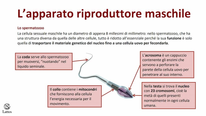 ********
S
Lattes La riproduzione S
Lattes
Che cos'è la riproduzione
La riproduzione è il processo attraverso il quale un organismo vivente 