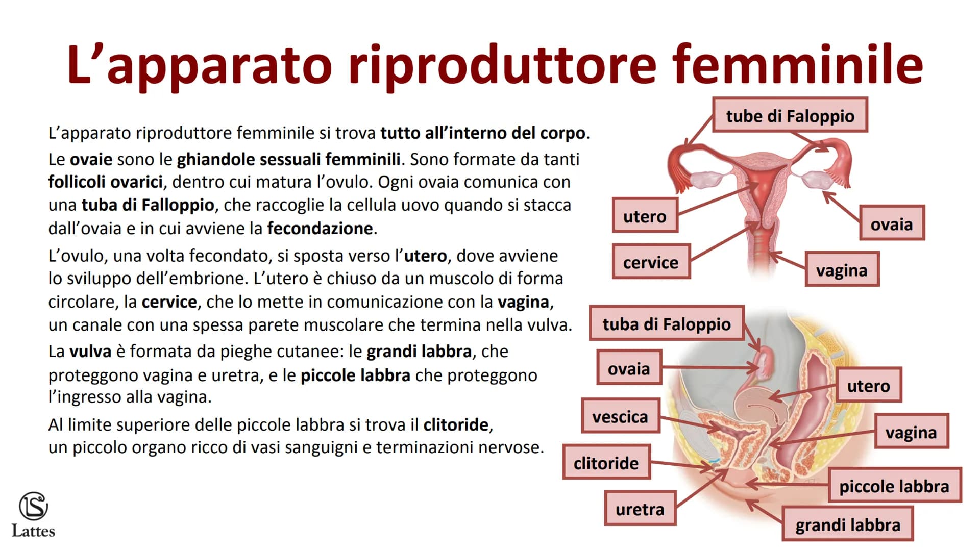 ********
S
Lattes La riproduzione S
Lattes
Che cos'è la riproduzione
La riproduzione è il processo attraverso il quale un organismo vivente 