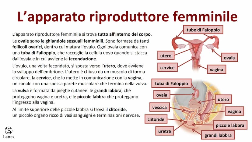 ********
S
Lattes La riproduzione S
Lattes
Che cos'è la riproduzione
La riproduzione è il processo attraverso il quale un organismo vivente 