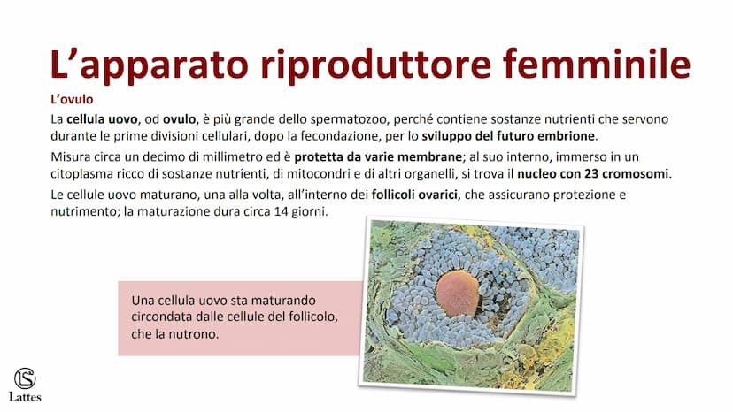 ********
S
Lattes La riproduzione S
Lattes
Che cos'è la riproduzione
La riproduzione è il processo attraverso il quale un organismo vivente 