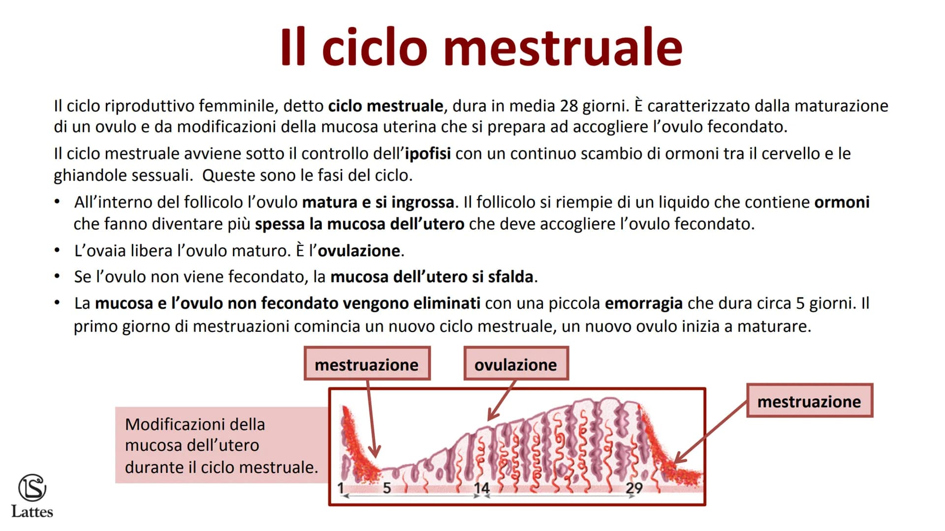 ********
S
Lattes La riproduzione S
Lattes
Che cos'è la riproduzione
La riproduzione è il processo attraverso il quale un organismo vivente 