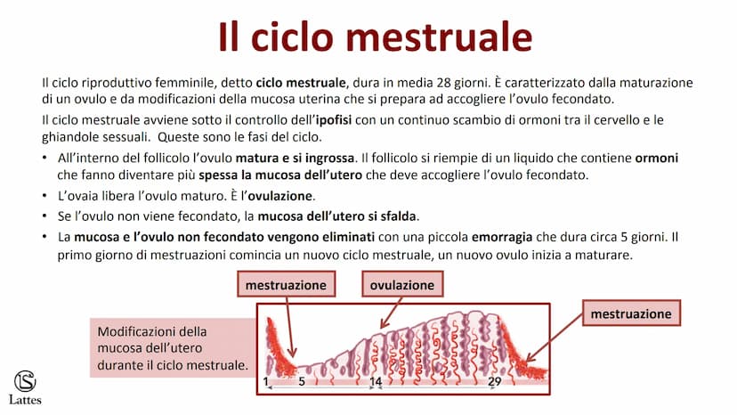 ********
S
Lattes La riproduzione S
Lattes
Che cos'è la riproduzione
La riproduzione è il processo attraverso il quale un organismo vivente 