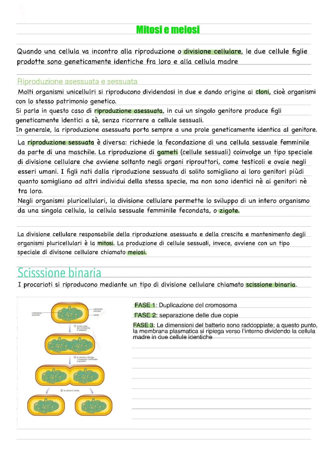 mitosi e meiosi