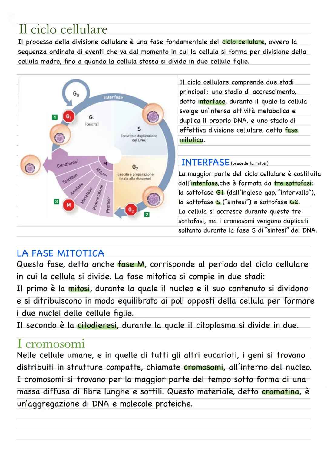 Quando una cellula va incontro alla riproduzione o divisione cellulare, le due cellule figlie
prodotte sono geneticamente identiche fra loro