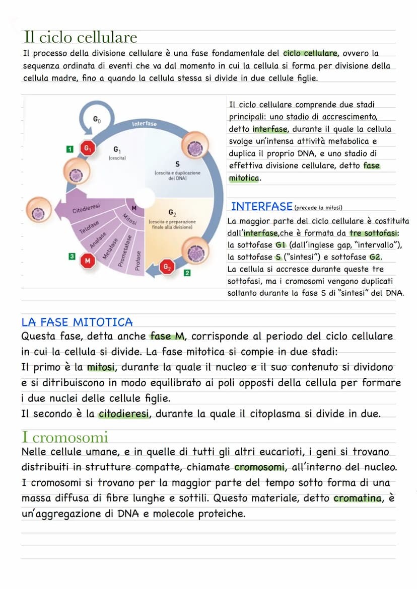 Quando una cellula va incontro alla riproduzione o divisione cellulare, le due cellule figlie
prodotte sono geneticamente identiche fra loro