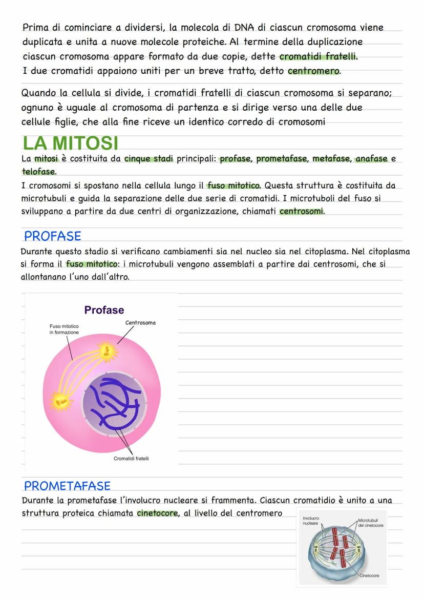 Quando una cellula va incontro alla riproduzione o divisione cellulare, le due cellule figlie
prodotte sono geneticamente identiche fra loro