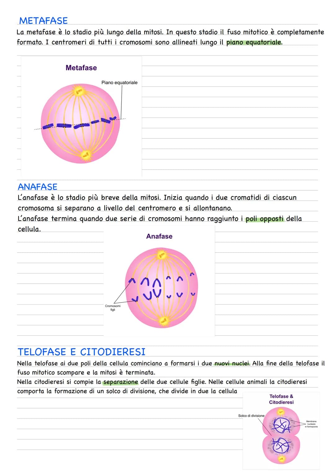 Quando una cellula va incontro alla riproduzione o divisione cellulare, le due cellule figlie
prodotte sono geneticamente identiche fra loro