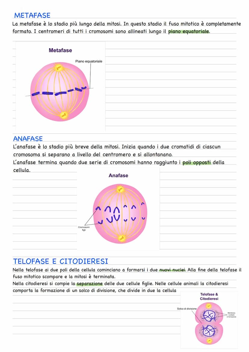 Quando una cellula va incontro alla riproduzione o divisione cellulare, le due cellule figlie
prodotte sono geneticamente identiche fra loro