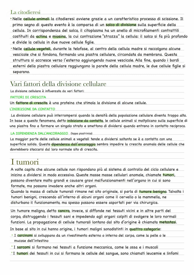 Quando una cellula va incontro alla riproduzione o divisione cellulare, le due cellule figlie
prodotte sono geneticamente identiche fra loro