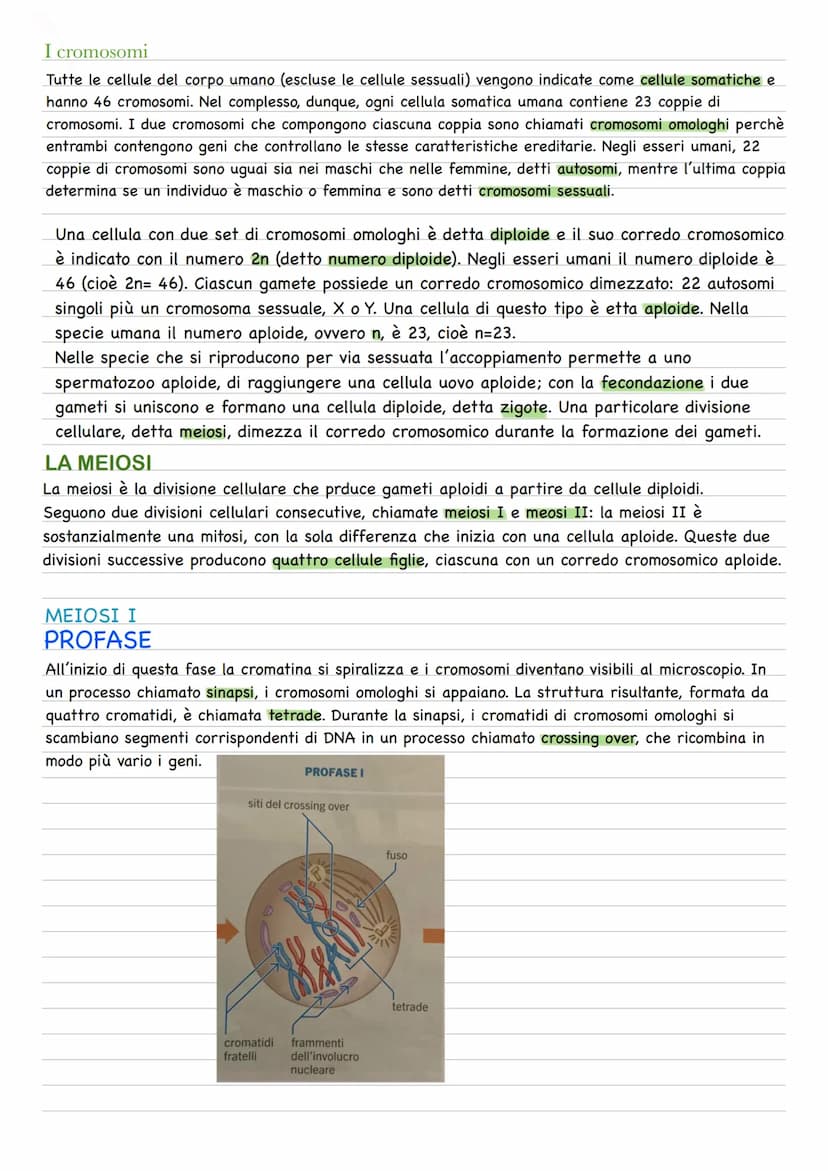 Quando una cellula va incontro alla riproduzione o divisione cellulare, le due cellule figlie
prodotte sono geneticamente identiche fra loro