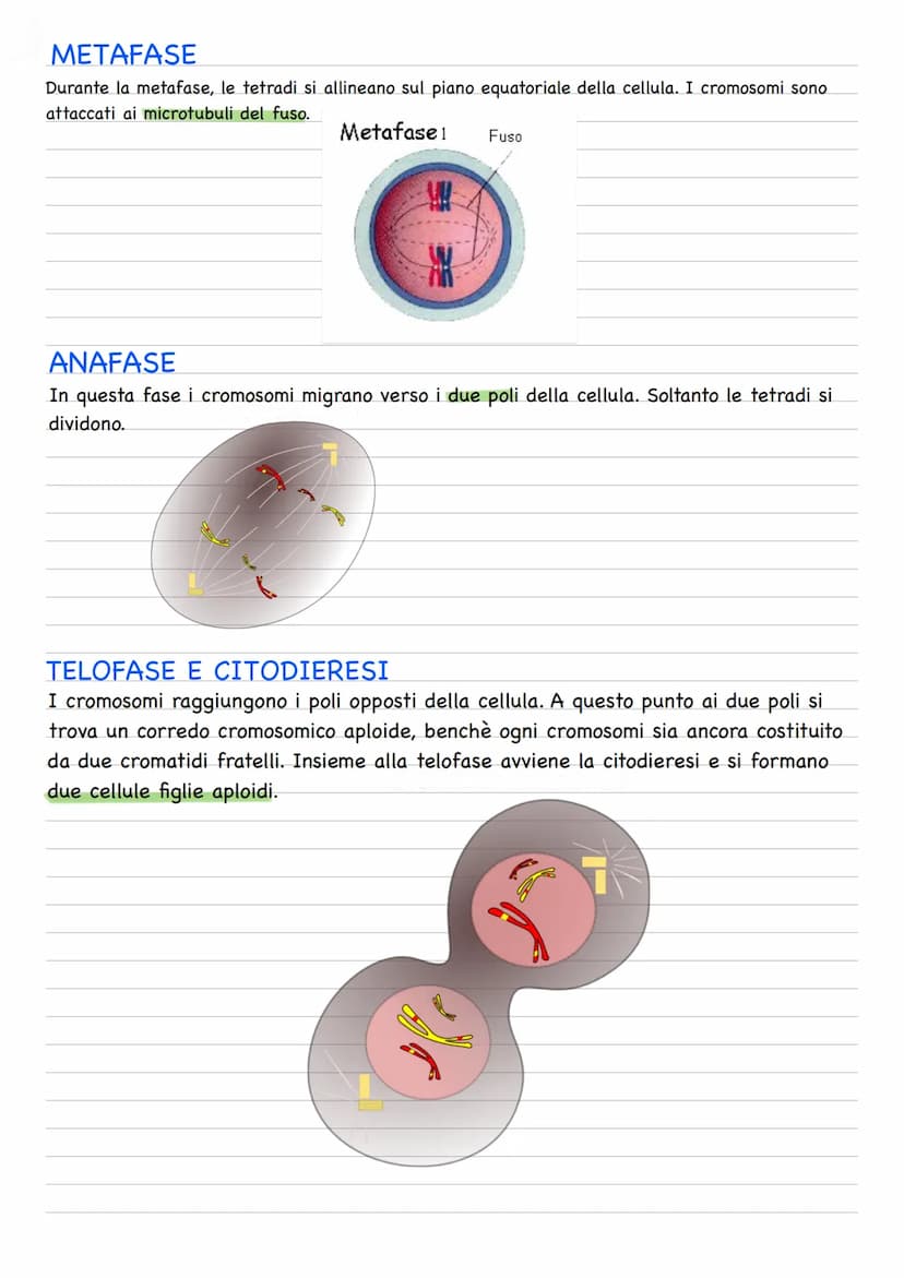 Quando una cellula va incontro alla riproduzione o divisione cellulare, le due cellule figlie
prodotte sono geneticamente identiche fra loro