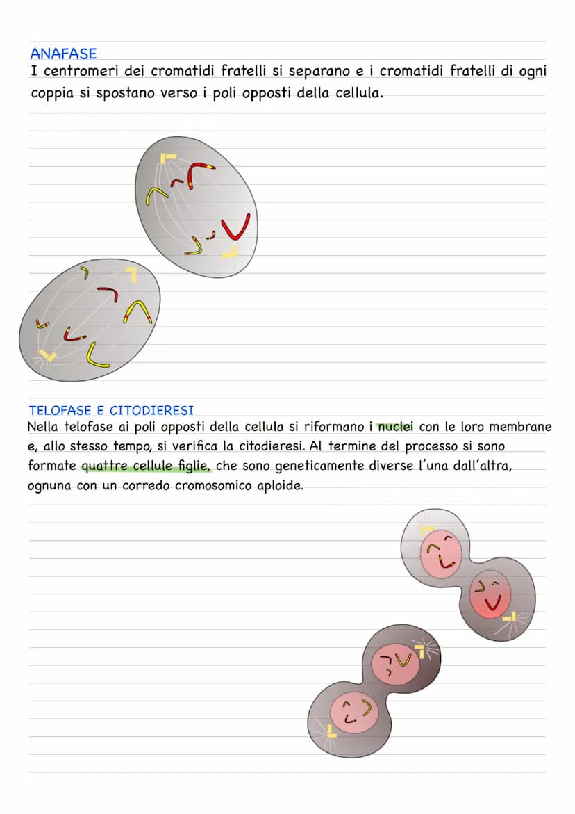 Quando una cellula va incontro alla riproduzione o divisione cellulare, le due cellule figlie
prodotte sono geneticamente identiche fra loro