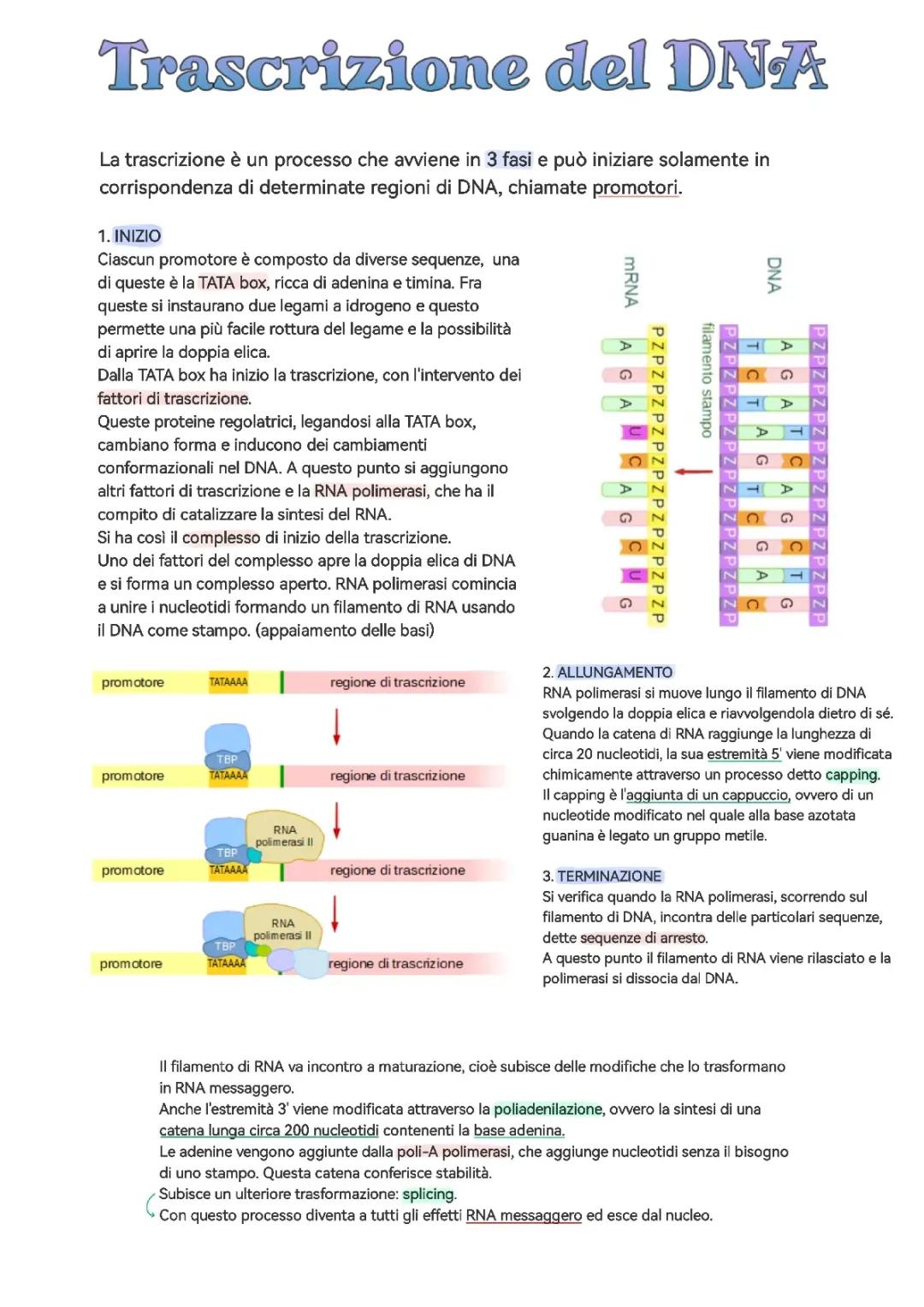 Che Cos'è la Trascrizione del DNA - Spiegazione Facile