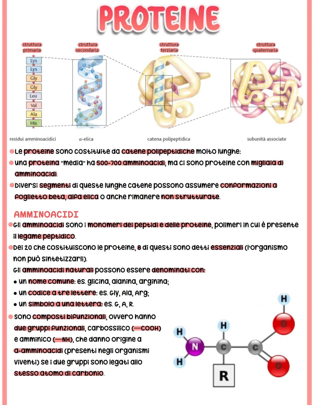 struttura
primaria
Lys
Lys
Gly
Gly
Leu
Val
Ala
His
PROTEINE
struttura
terziaria
struttura
secondaria
a-elica
residui amminoacidici
catena po