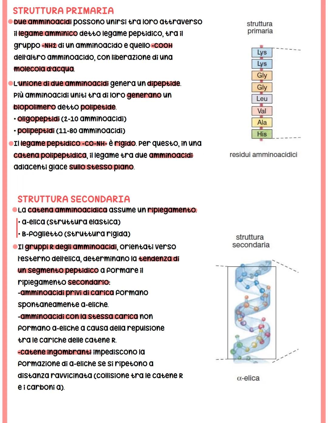 struttura
primaria
Lys
Lys
Gly
Gly
Leu
Val
Ala
His
PROTEINE
struttura
terziaria
struttura
secondaria
a-elica
residui amminoacidici
catena po