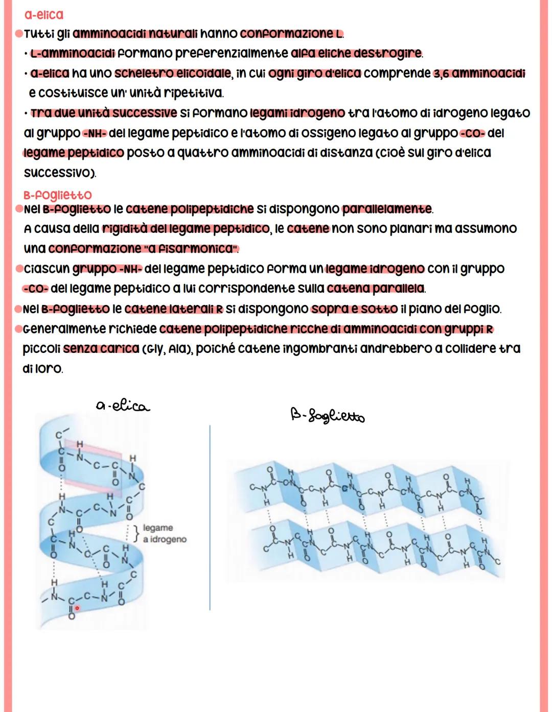 struttura
primaria
Lys
Lys
Gly
Gly
Leu
Val
Ala
His
PROTEINE
struttura
terziaria
struttura
secondaria
a-elica
residui amminoacidici
catena po