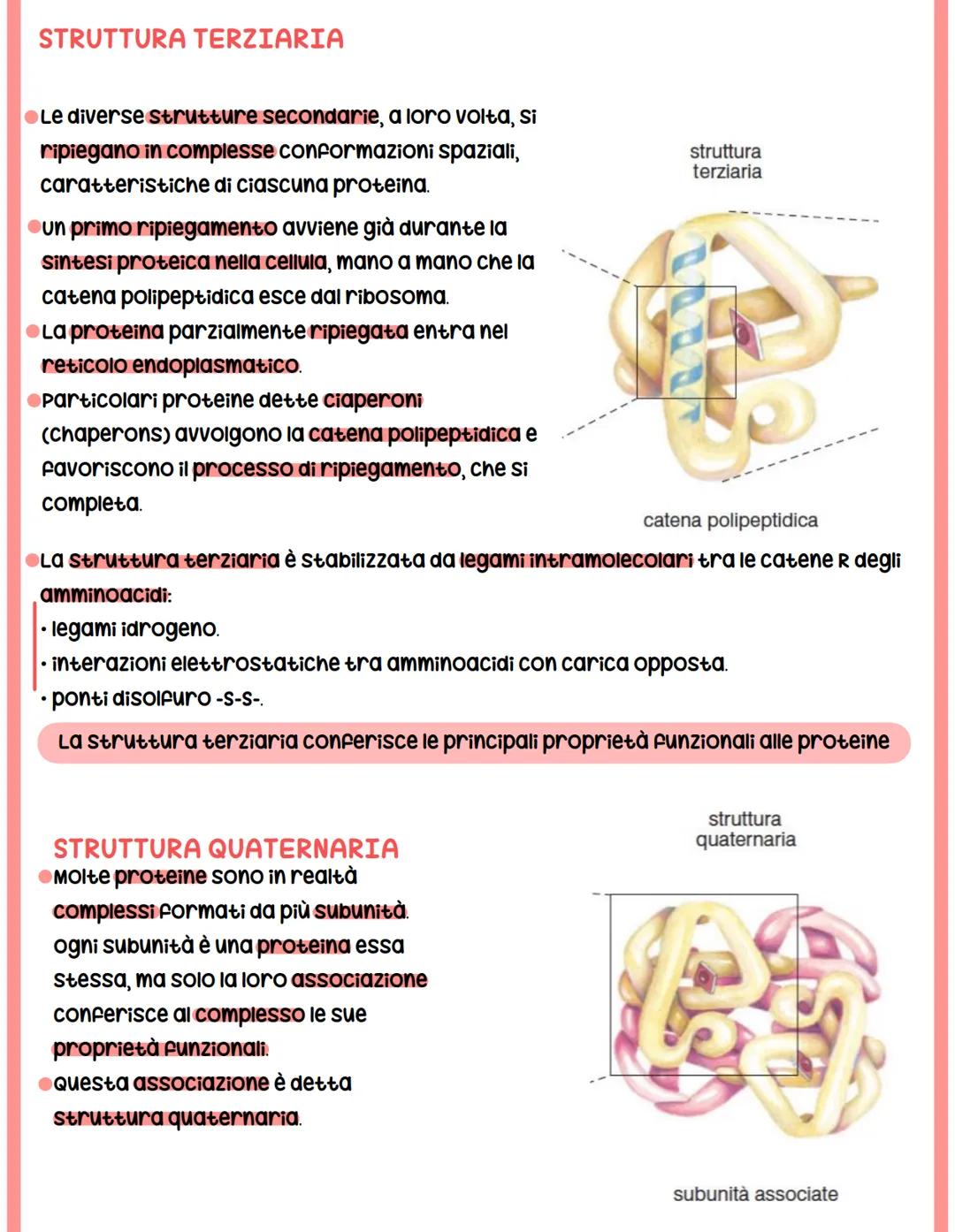 struttura
primaria
Lys
Lys
Gly
Gly
Leu
Val
Ala
His
PROTEINE
struttura
terziaria
struttura
secondaria
a-elica
residui amminoacidici
catena po