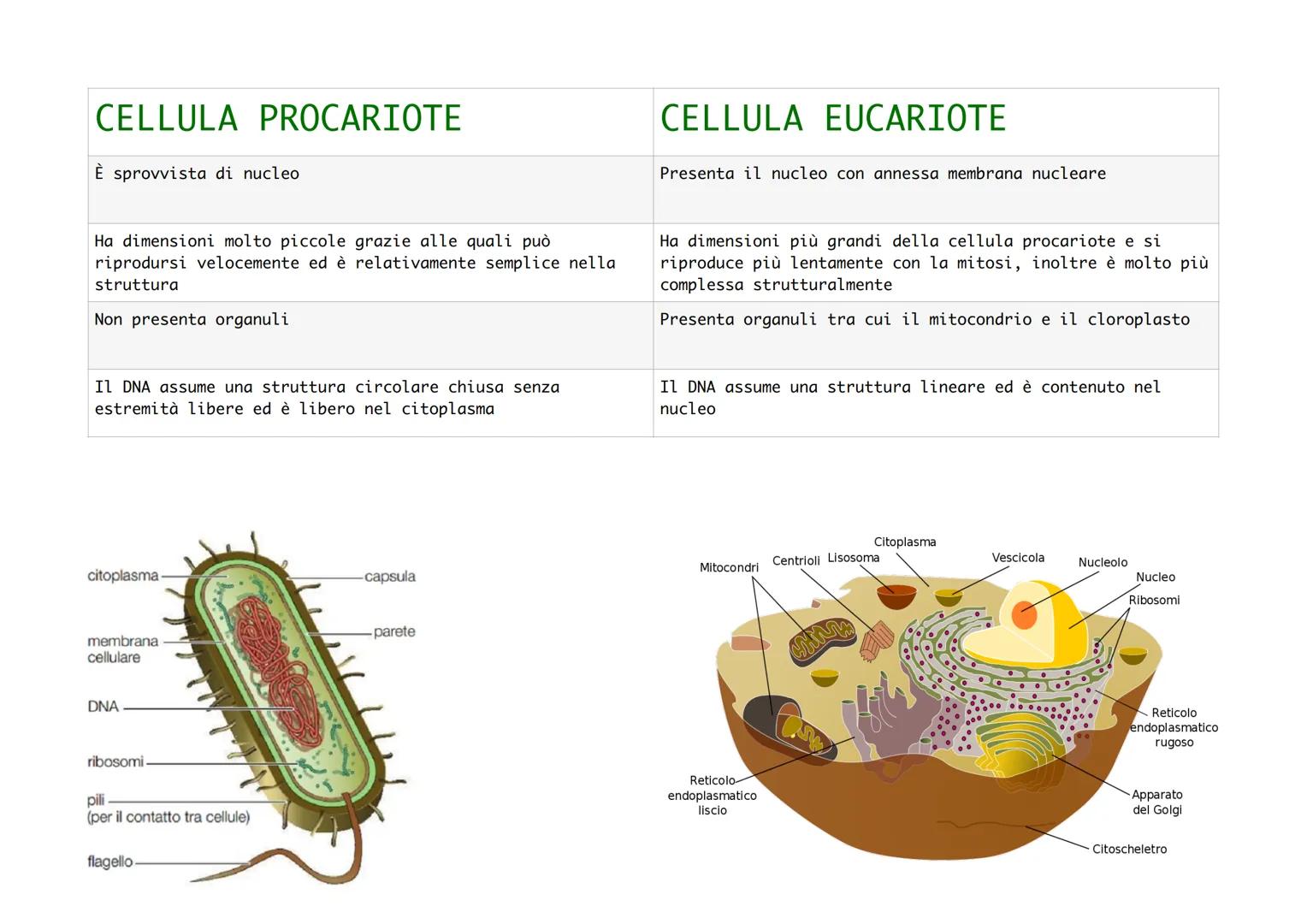 CELLULA PROCARIOTE
È sprovvista di nucleo
Ha dimensioni molto piccole grazie alle quali può
riprodursi velocemente ed è relativamente sempli