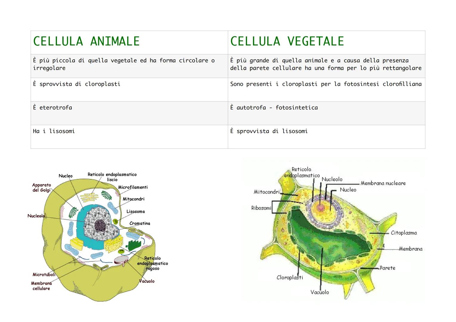 CELLULA PROCARIOTE
È sprovvista di nucleo
Ha dimensioni molto piccole grazie alle quali può
riprodursi velocemente ed è relativamente sempli