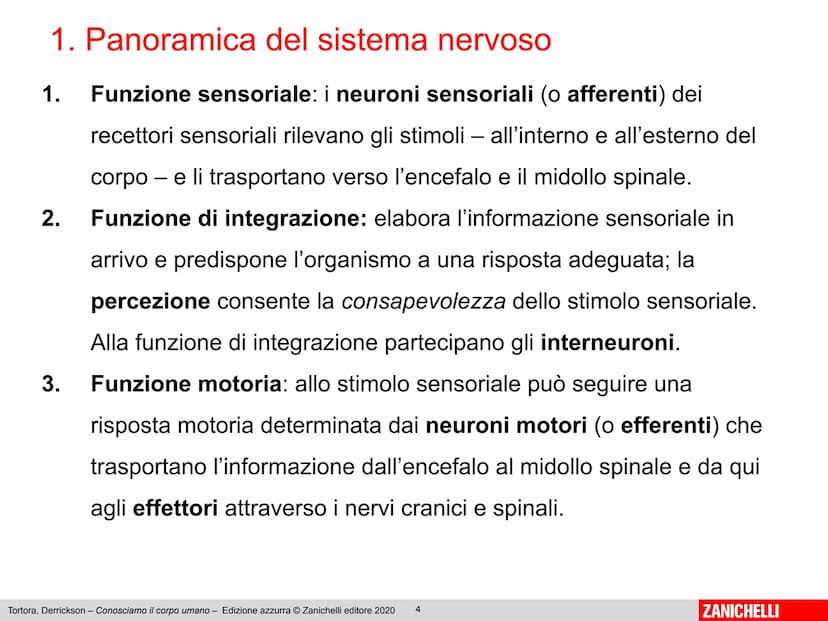Gerard J. Tortora, Bryan Derrickson
Conosciamo
il corpo umano
Edizione azzurra - 2° ed
1
ZANICHELLI Capitolo 2
Il sistema nervoso
Tortora, D